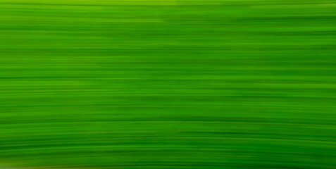 Wall Mural - green leaf background with moving. environment , ecology