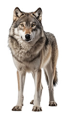  wolf isolated on white - transparent background PNG