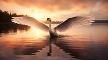 Graceful Swan At Sunset
