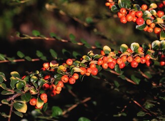 Wall Mural - Cotoneaster Intergerrimus bush with red,small fruits at autumn