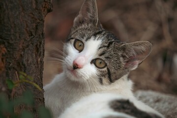 Wall Mural - Portrait of a cat looking at the camera half hidden in a tree.