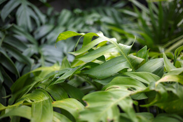 Wall Mural - Close-up nature view of green monstera leaf and monstera tree background. Flat lay, dark nature concept, tropical leaf