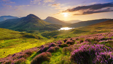 Sunset Over Scottish Highlands Landscape With Purple Heather Blooms Green Rolling Hills Lochs Leading To Distant Mountains Beauty Generative Ai