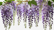 Branch Of Beautiful Hanging Purple Wisteria Flowers Png File Of Isolated Cutout Object On Transparent Background