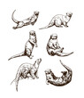 Otter set of vector illustrations. Hand drawn sketch on transparent background
