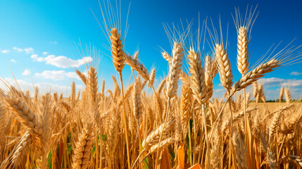 Wall Mural - Ears of wheat in a wheat field. Generative AI,