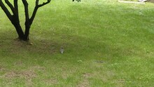 2 Azure-winged Magpie On Green Grass Ground Under Tree Footage