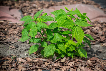 Wall Mural - The young raspberries sprout out. Young raspberry leaves in the garden