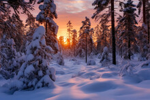 Frozen Silence: Evening In Pine Forest