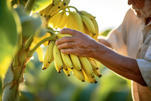 Close Up Shot Of Mature Man Picking Bananas From The Tree