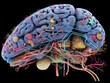 A cross-sectional view of a human brain highlighting neural connections and structures.