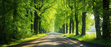 Single Lane Rural Gravel Road Through The Tall Green Linden Trees. Sunlight Flowing Through The Tree Trunks. Fairy Forest Scene. Art, Hope, Heaven, Wilderness, Loneliness, Pure Nature Concepts.