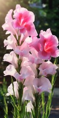 Poster - A close-up view of a bunch of pink flowers. This image can be used to add a touch of color and beauty to various projects.