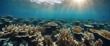 Fototapeta Do akwarium - underwater photo blue background panorama ocean surface and bottom of the sea
