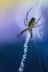 Close-up shot of an orb weaver spider perched in its web