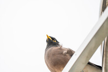 Common Myna, Highly Invasive Species, Aggressive Bird, Killer Of Native Species, Indian Myna, Living In The Urban Areas, Beautiful Different Angle Photo Of The Bird.