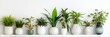 Houseplants displayed in ceramic pots on the white wall. Banner