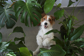 Wall Mural - Cute rough coated Jack Russel terrier puppy sitting on a hardwood floor near the monstera palm. Adorable wire haired pup looking at the camera. Close up, copy space, background.