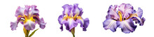 Set Of Blossoming Iris Flowers Close-up, Isolated On A Transparent Background. PNG, Cutout, Or Clipping Path.