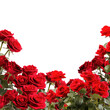 Red roses frame border for text and design with copy space, isolated on a transparent background. PNG cutout or clipping path.