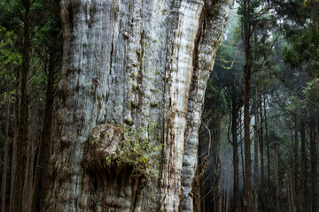 Canvas Print - Big giant tree in Alishan national park in Taiwan