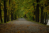 Fototapeta  - Leaf tree alley in autumn color morning near Vrbenske ponds