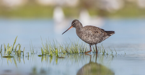 Spotted redshank  - in spring feeding at wetland  on the migration way