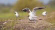 Black-headed Gull - at the mating season in spring at a wetland