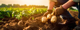 Fototapeta  - Potato harvest in the hands of a farmer. Generative AI,