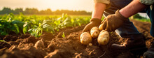 Potato Harvest In The Hands Of A Farmer. Generative AI,
