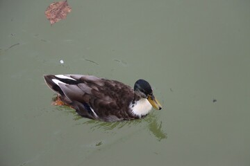 Sticker - duck in the water