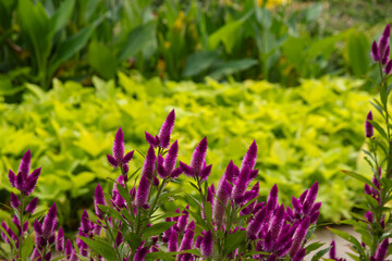 Wall Mural - beuatiful and colorful garden