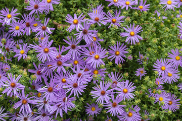 Wall Mural - beautiful violet daisies in the garden