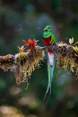 Wall Mural - Resplendent Quetzal perching on mossy branch