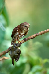 Wall Mural - Central American Pygmy-Owl with pray