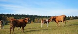 Fototapeta  - Zwierzęta pasące się na łąkach jesienią