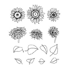 Wall Mural - A set of sunflowers with leaves for design and patterns. Vector illustration with black contour lines, isolated on a white background.