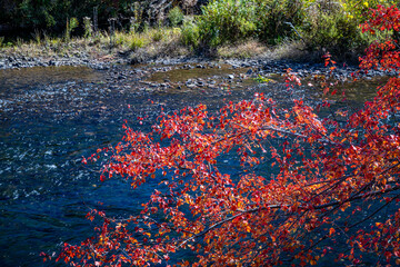 Sticker - autumn river