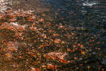 Sticker - autumn river