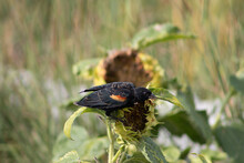 Red-winged Blackbird On Sunflower Profile