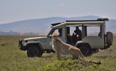 tourist wildlife photographer and guide in safari vehicle sight a cheetah in the wild savannah of th