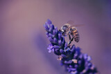 Fototapeta Lawenda - lawendowa pszczoła