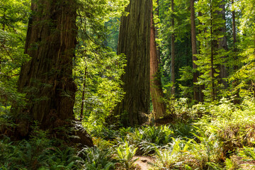 Wall Mural - towering massive redwood trees in Redwood National Park and state parks in northern California .