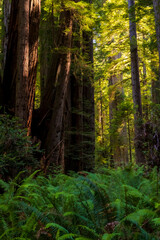 Wall Mural - towering massive redwood trees in Redwood National Park and state parks in northern California .