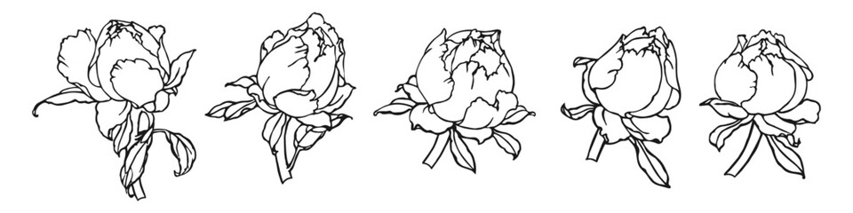 Wall Mural - Rose flower buds, set. Outline drawing, sketch for coloring. Vector