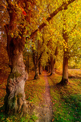 Poster - autumnal landscape in bright colors