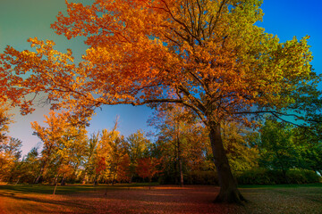 Poster - autumnal landscape in bright colors