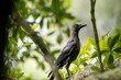 Common crow, Corvus splendens, in a tree