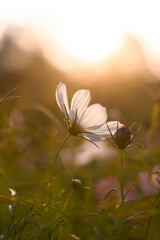 Wall Mural - White cosmos flower in the garden with sunset time