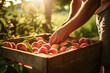 Hands checking peaches in wooden bin after harvesting season in orchard